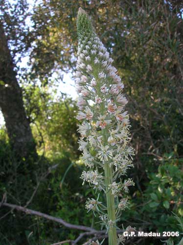 Reseda bianca