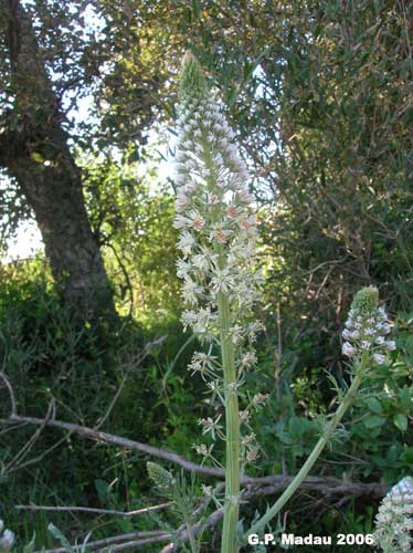 Reseda bianca