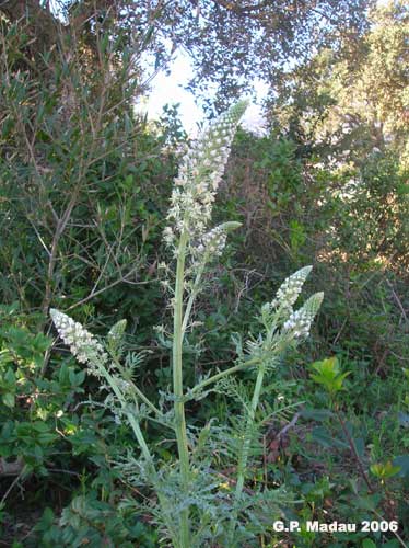 Reseda bianca