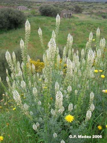 Reseda bianca