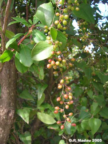 Smilax