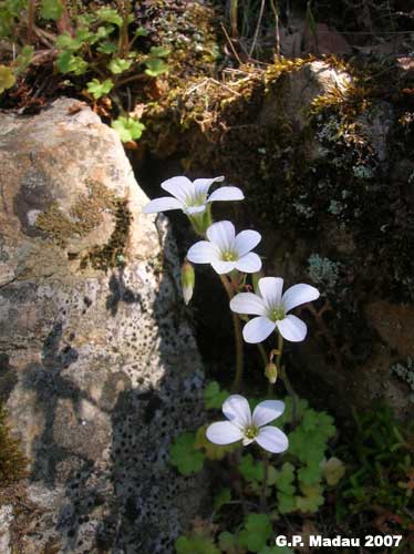 Sassifraga corsica