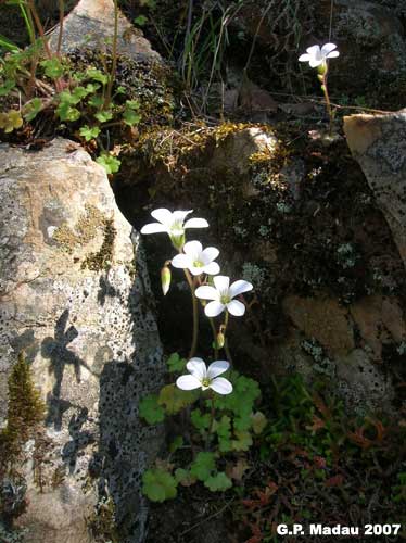 Sassifraga corsica