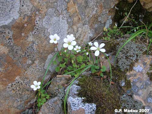 Sassifraga corsica