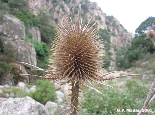 Sscardaccione spinosissimo