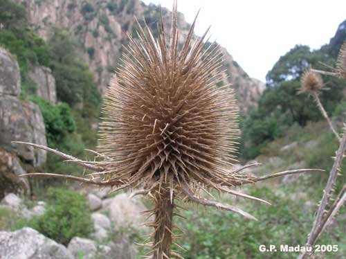 Scardaccione spinosissimo