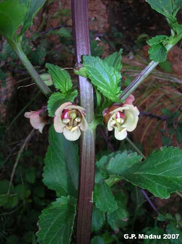 Scrofularia di Sardegna