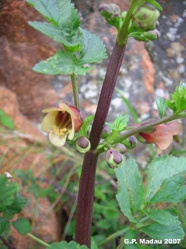 Scrofularia di Sardegna