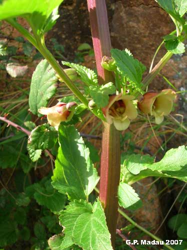 Scrofularia di Sardegna