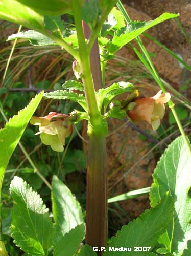 Scrofularia di Sardegna