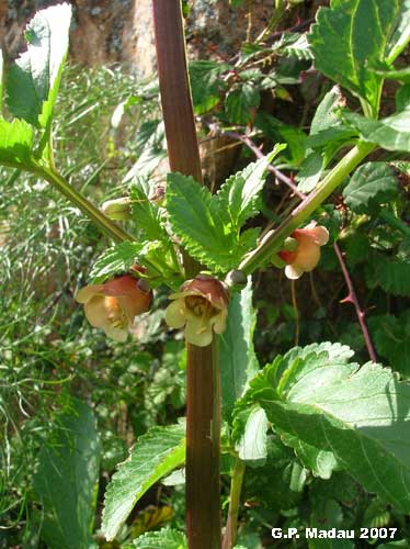 Scrofularia di Sardegna