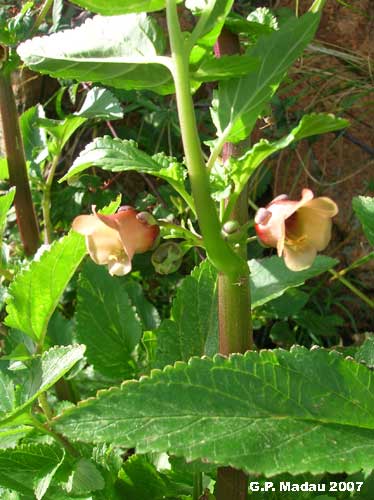 Scrofularia di Sardegna