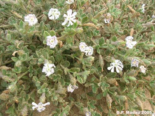 Silene di corsica