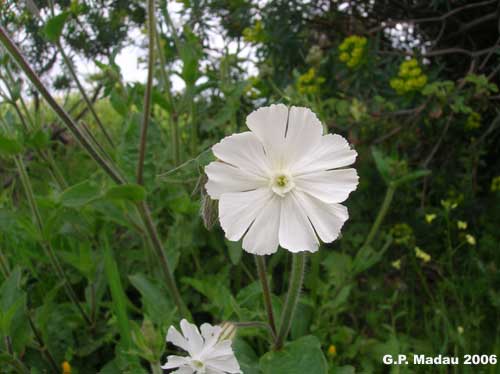 Silene bianca