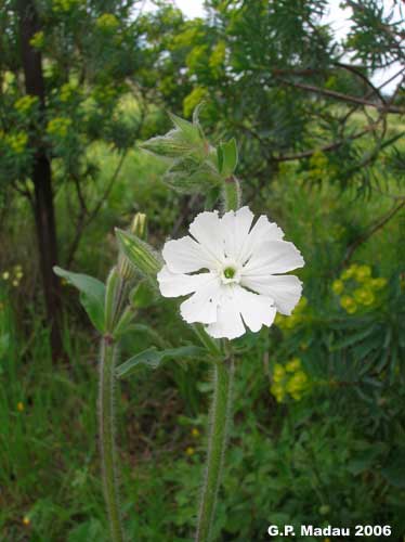 Silene bianca