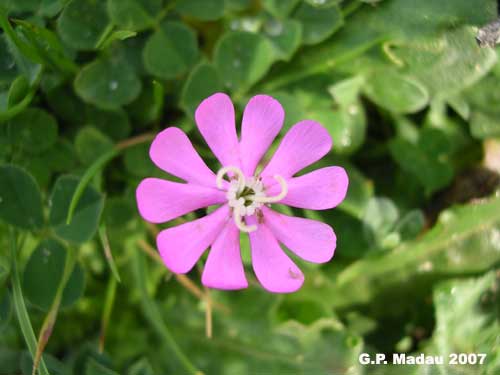 Silene colorata