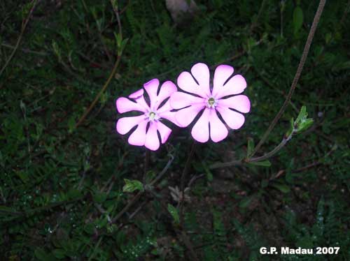 Silene colorata