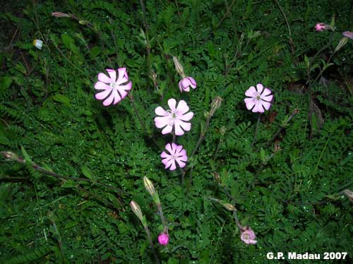 Silene colorata