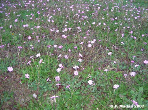 Silene colorata