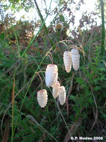 Sonaglini maggiori