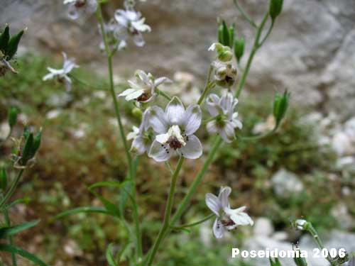 Speronella variopinta