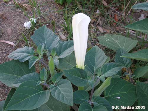 Datura metel