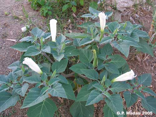 Datura metel