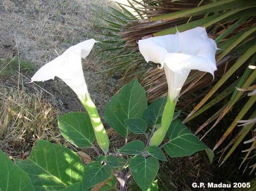 Datura metel