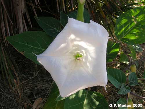 Datura metel