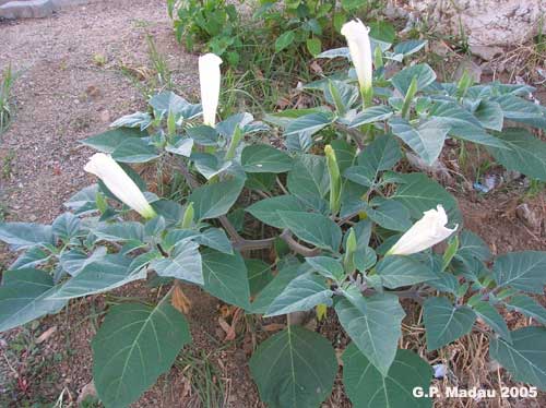 Datura metel