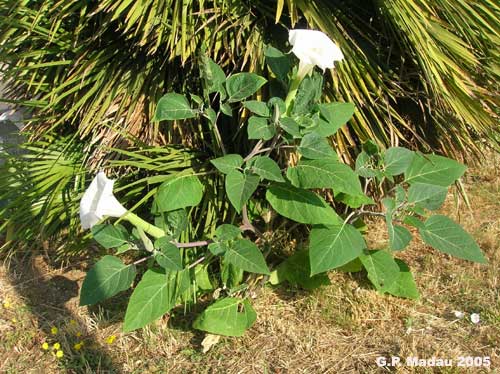 Datura metel