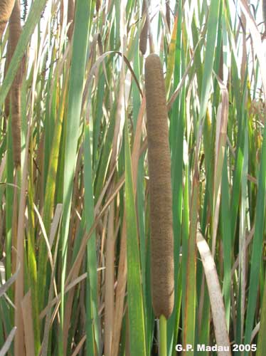 Typha