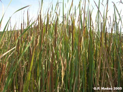 Typha