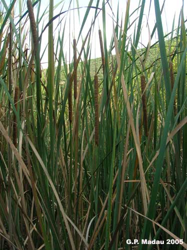 Typha