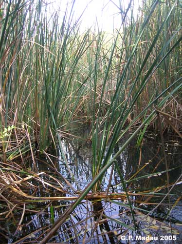 Typha