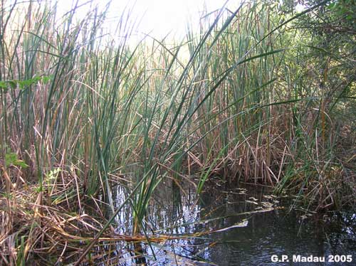 Typha