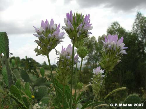 Trifoglio di Moris