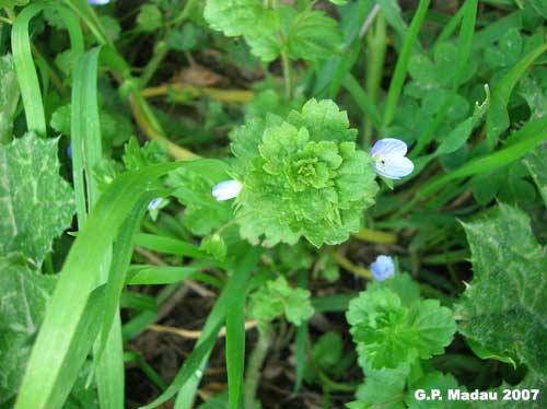 Veronica comune