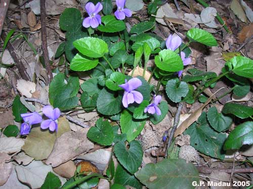 Viola bianca