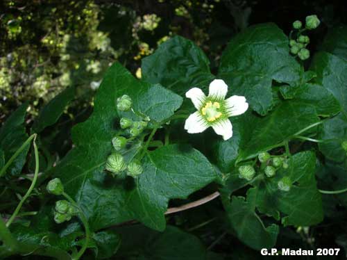 Zucca selvatica