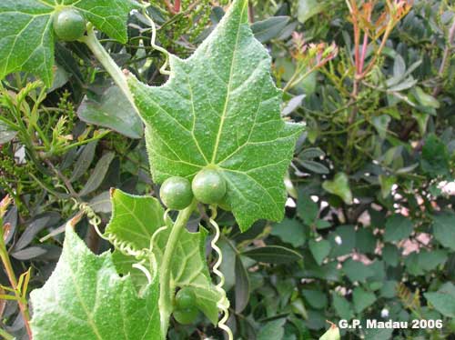 Zucca selvatica