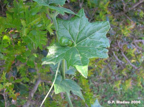 Zucca selvatica