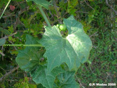 Zucca selvatica