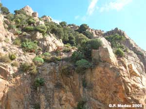 Macchia mediterranea