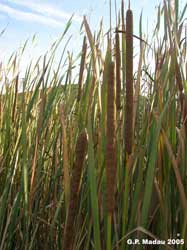 Typha