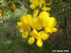 Ginestra spinosa