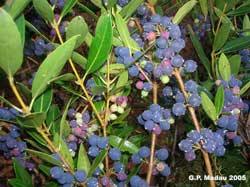 Fillirea latifolia