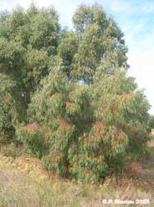 Eucaliptus rostrato