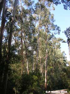 eucaliptus globulus