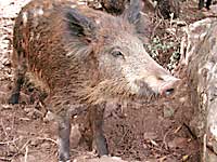 cinghiale